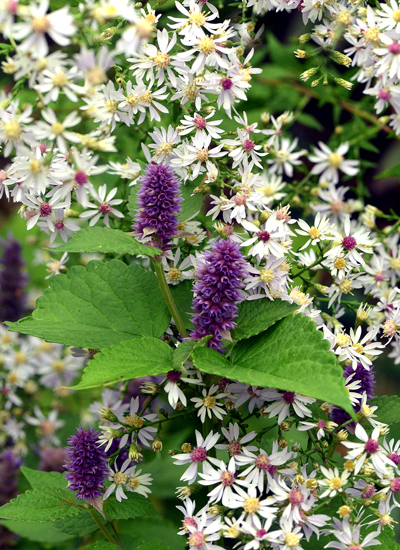 aster-agastache